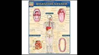 Digestive System Quickstudy Academic