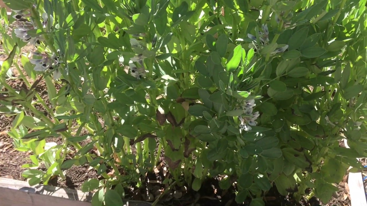 Growing Fava Beans in a Hot Climate (Arizona Desert) YouTube