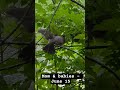 Mom &amp; babies - June 15 #canada #nature #ottawa #mom #babies #robin