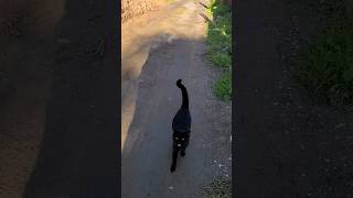 Hi Razhar This Cute Kitten Is Going On Petfinder Soon Looking For A Forever Home adoptacat tnr