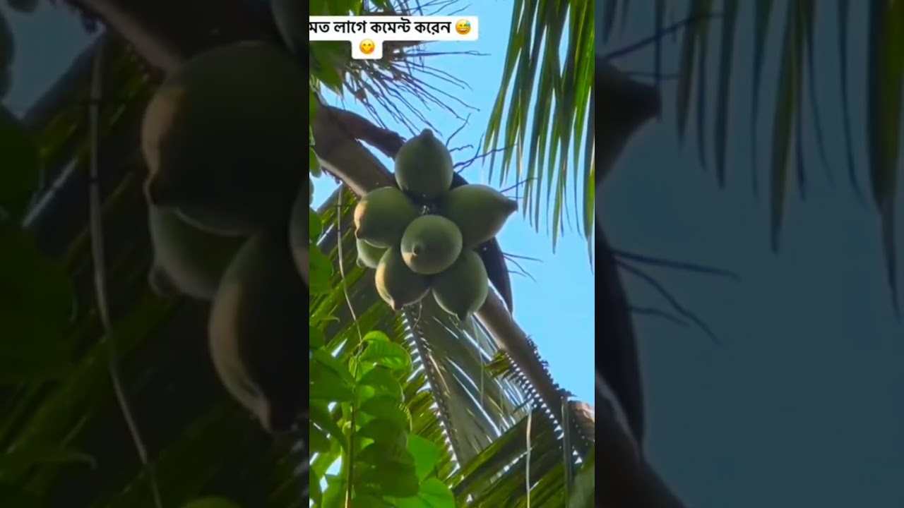 wow wow amazing coconut 