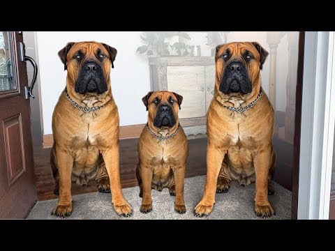 Video: Top 10 Comfy Dog gultas