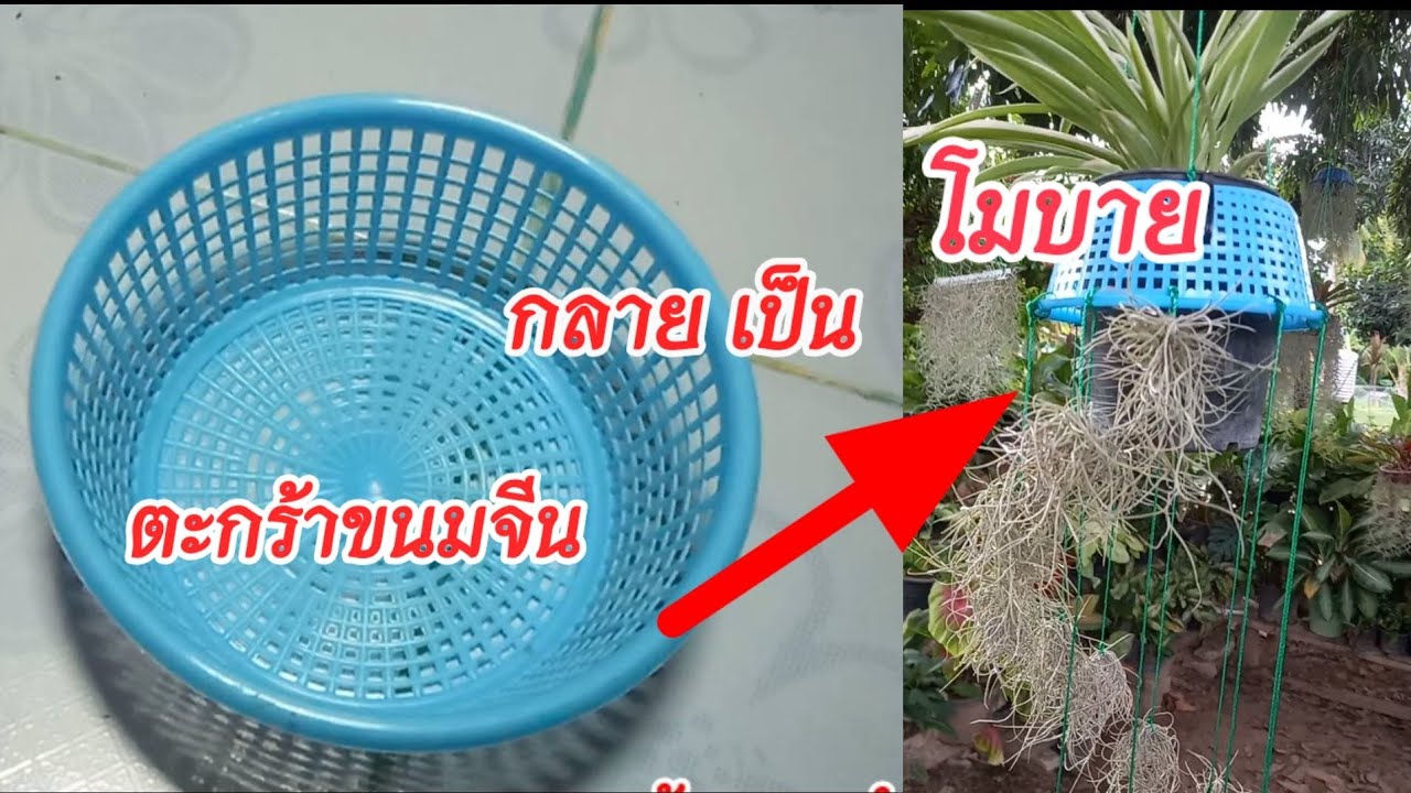 วิธีทำโมบายตะกร้าขนมจีนทำเองง่ายสวย#diy #ไม้มงคลเสริมโชคลาภ #เคราฤาษี #จัดสวน