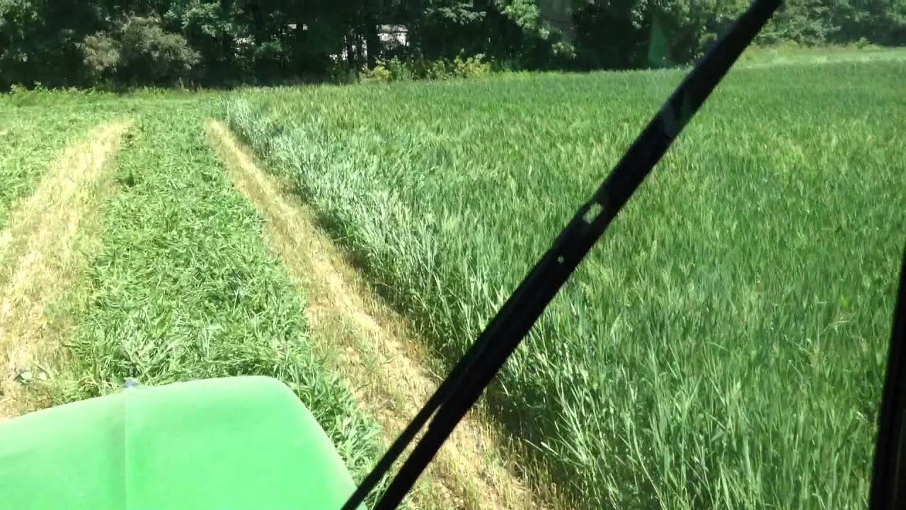 Finally enough rain to get some Millet up high enough to mow for hay