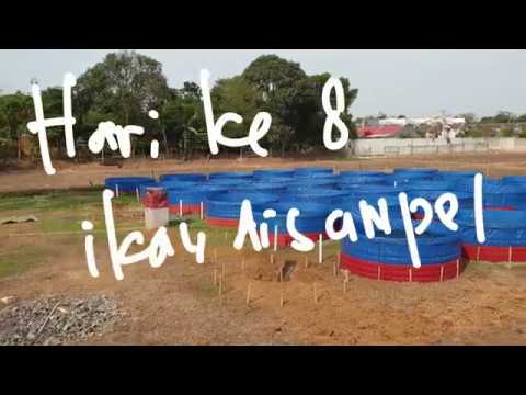 Cara MUDAH beternak LELE bagi PEMULA 