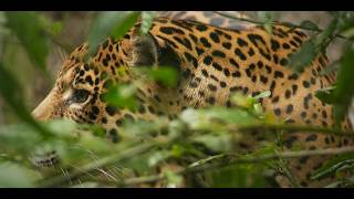 Trace of the Jaguar — a WildLIVE! film | Guardians of Biodiversity