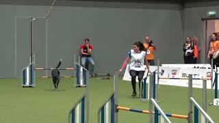 AWC2022 agility large individual Odile & Move(1st) vs. Králová & Say(2nd) by DogSports Cz 43,529 views 1 year ago 45 seconds