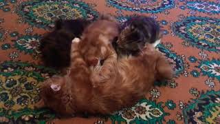 Котята породы Курильский бобтейл полдничают! Котята породы Курильский бобтейл полдничают!