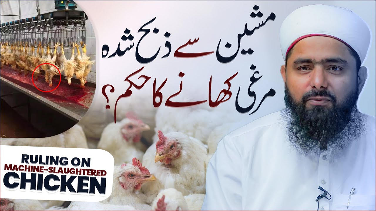 Machine Se Zibah Shuda Murgi Khana Kaisa? Machineslaughtered Chicken