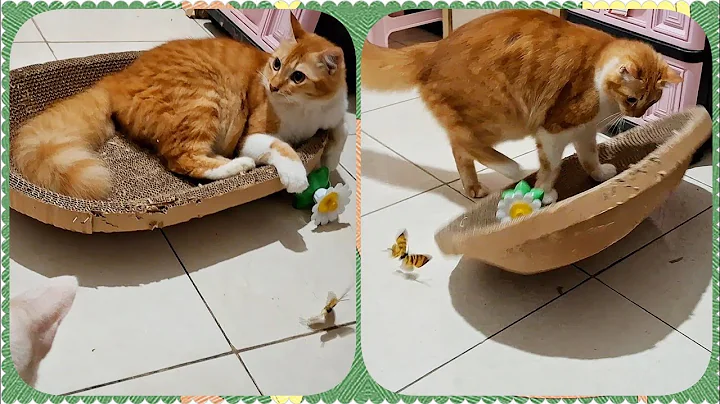 Watch the video about @cc.cutecats CUTE CURIOUS CATS #cat #cutecat #funnycats #kitten