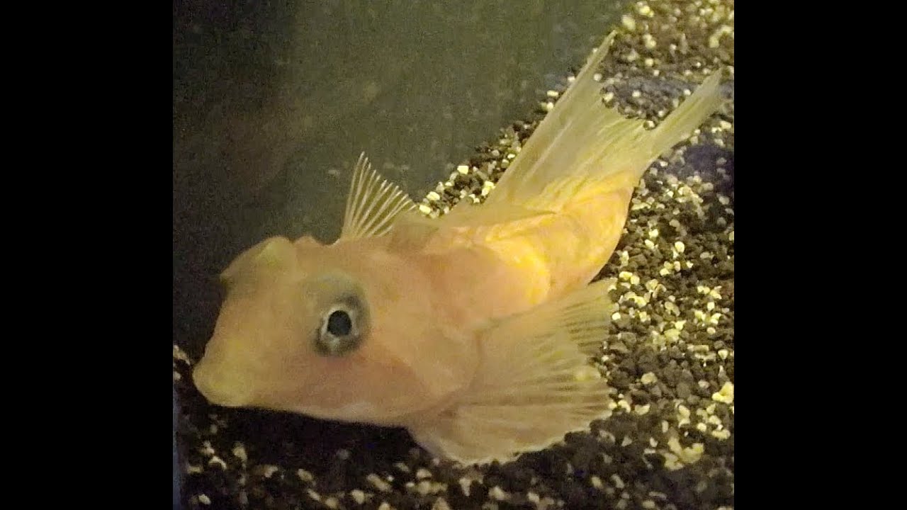 ベニテグリ　Foetorepus 沼津港深海水族館　Numadu Deep Sea Aquarium