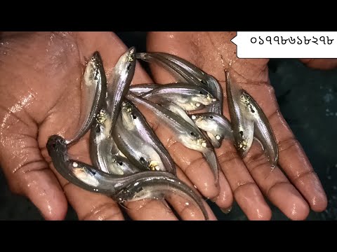 পাবদা মাছ চাষ পদ্ধতি 2022 |পাবদা মাছের পুকুর প্রস্তুতি ও পর্যবেক্ষণ | Pabda fish farming method 2022