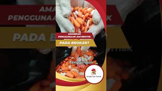 Penggunaan AGP/ antibiotik untuk broiler sudah dilarang dari 1 Januari 2018. #peternaksejahtera