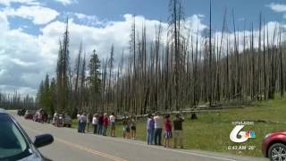 Cheapest time to visit Yellowstone and Jackson