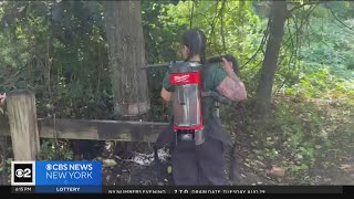 Westchester Co. Parks Dept. using vacuums to get rid of spotted lanternflies