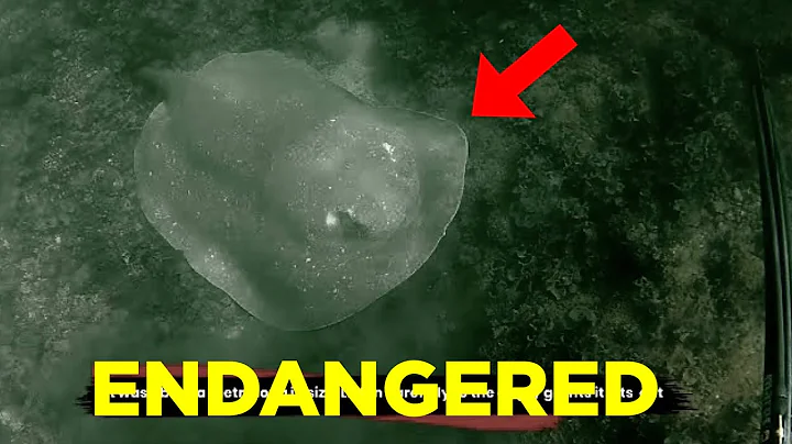 Giant Sting Ray vs Speargun - Ambush Technique - S...