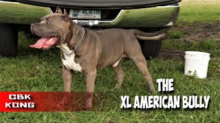 XL American Bully Pitbull "Sharpening The Old Edge" In 2020