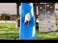 Pugs on Slides