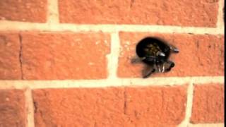 Spider VFX