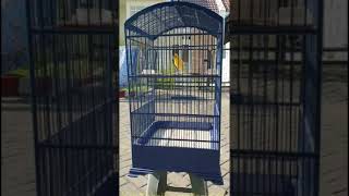 Pancingan suara burung kenari 5 detik langsung nyaut
