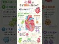 心臓はなぜ勝手に動くの?2分でわかる生理学🍀