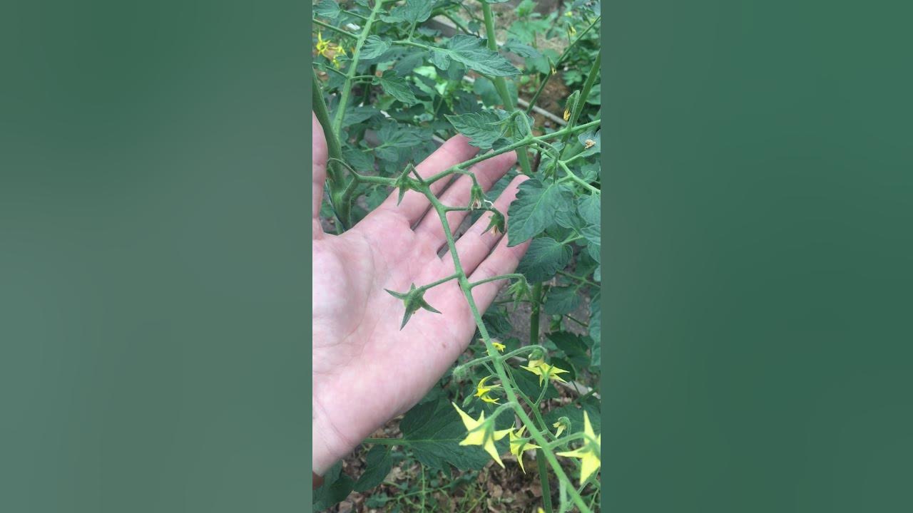 Rapunzel tomato -Помидор Рапунцель, огурец - YouTube