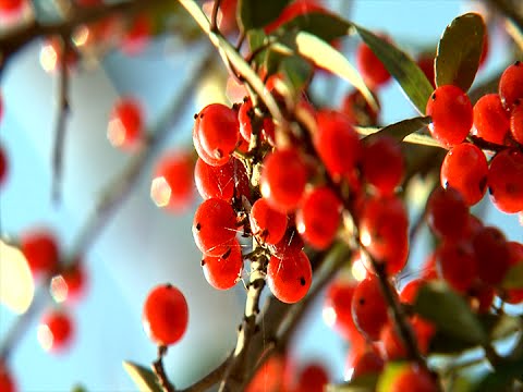 วีดีโอ: ข้อมูลเกี่ยวกับ Yaupon Holly - วิธีดูแลไม้พุ่ม Yaupon Holly