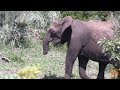 Amazing - Elephant With Short Trunk Trying To Eat