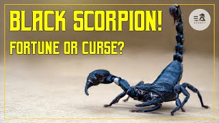 BLACK SCORPION ! ITS POISON IS THE MOST EXPENSIVE LIQUID IN THE WORLD ! INTERESTING INFORMATION !