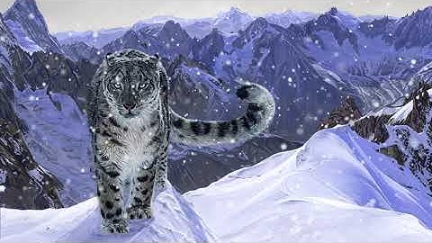 Snow Leopard animation reel