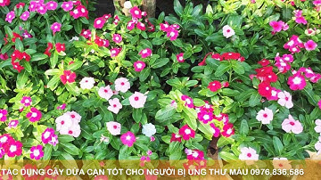 Tác Dụng Cây Dừa Cạn Hỗ Trợ Điều Trị Ung Thư