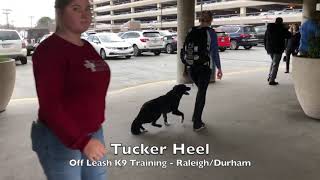 1yo Border Collie/Lab Mix "Tucker" Before and After - Raleigh Durham Dog Trainer