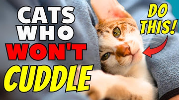 The Real Reason Your Cat Won