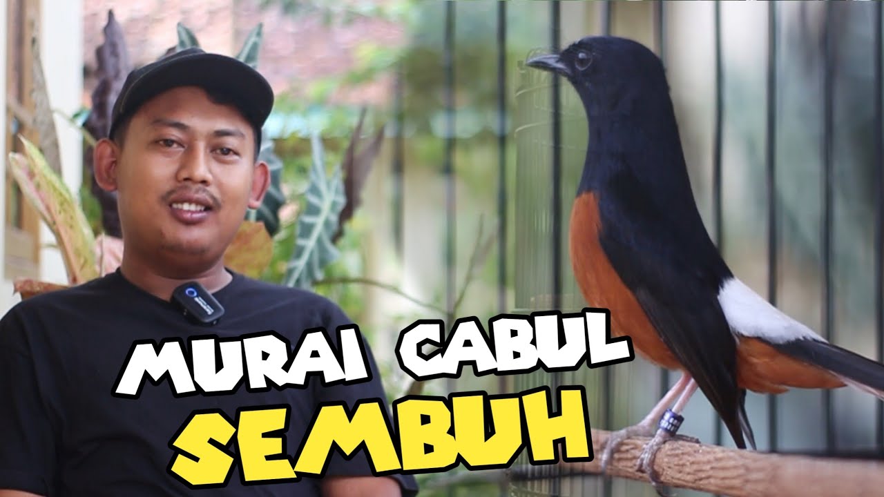 Update murai cabul ‼️ Pakan harian untuk  murai cabul