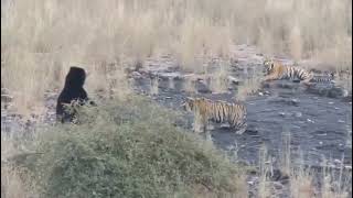 Tigers V/s Sloth Bear Zone - 2 ....🌳🙏🙏Ranthambhore National Park