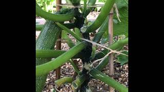 Courgette Opbinden Handige Tips Om Je Courgetteplant Te Laten Klimmen