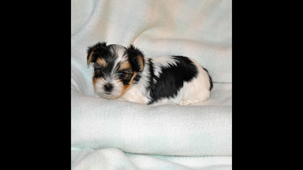 Yorkie Puppies 6 wks