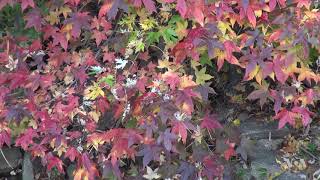 Spectacular Autumn Leaves Peak in the Washington Area