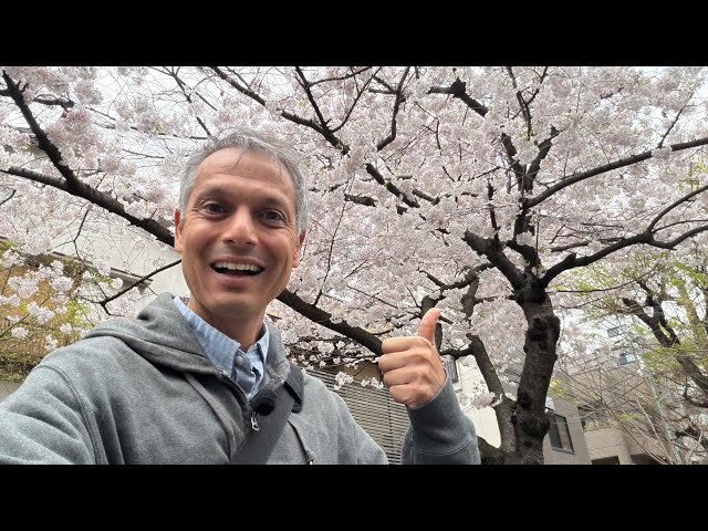 Tokyo Reaches FULL BLOOM, how long can the Cherry Blossoms stay
