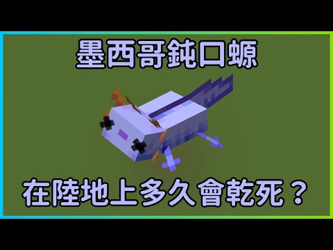 墨西哥鈍口螈多久會乾死🤔 | 麥塊小實驗 | 1.18 | 綠溪龜國王 | Minecraft