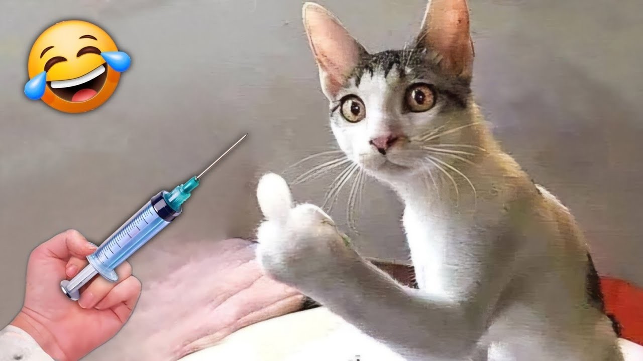 FUNNIEST Cats Moments That Will Make You LAUGH 🤣🐾