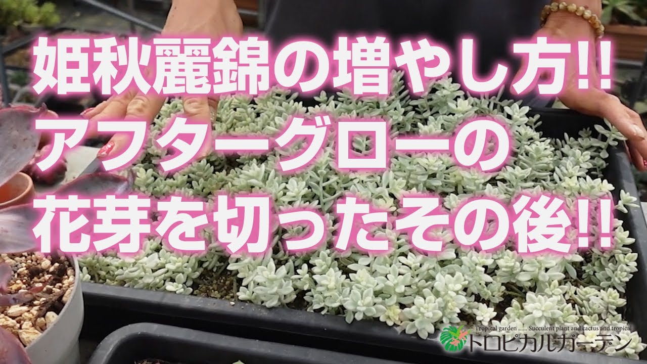 Succulent plant] How to grow Himeaki Rei Nishiki!! After cutting