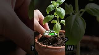Why Your Basil Keeps Dying (And How to Save It) 🌿🛑#BasilTips #GrowHerbs