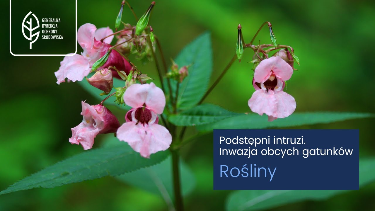 Podstępni Intruzi. Inwazja Obcych Gatunków - ROŚLINY