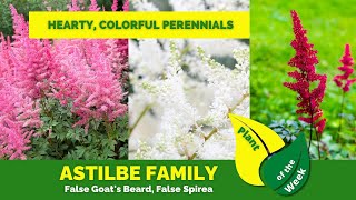 Astilbe Plants: Beautiful Shade Perennials for Cool Climate Gardens