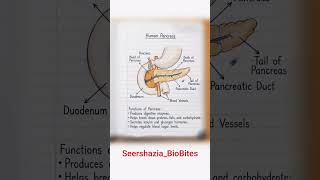 Human pancreas and its functions