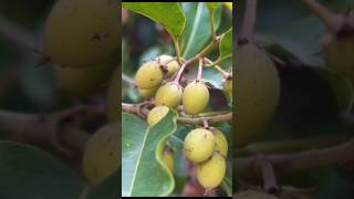 यह पेड़ इतना खास क्यों है? | Molshri Ka Ped | Molsri Tree, Maulsari Tree, Mimusops Elengi
