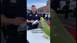 Parrot &amp; Cops - No License No Problem for This Parrot #parrot #police #shorts #cops