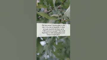 The Surprising Connection Between Acorns and Squirrels