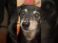 No cheese #dachshund #nocheese #weinerdog #tiktok #adorable #tiktok #dogsofyoutube #tiktokviral